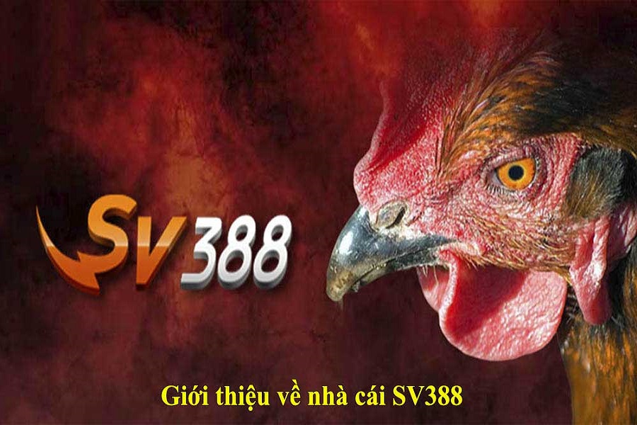 Giới thiệu về nhà cái đá gà trực tuyến SV388