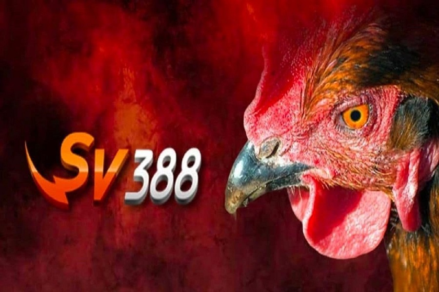 Tại sao nên lựa chọn Thomo SV388 chơi đá gà online?